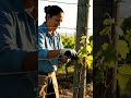 Grow Grapes At Home! Easy Planting Guide #gardenlife  #diygarden  #greenthumb  #urbangardening #fyp