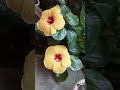 lovely gumamela flower😍🏵️ #shorts