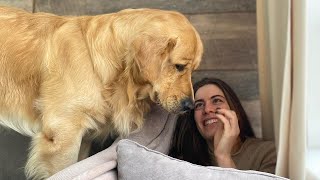 Hiding From My Den Retriever Funny Dog Reaction