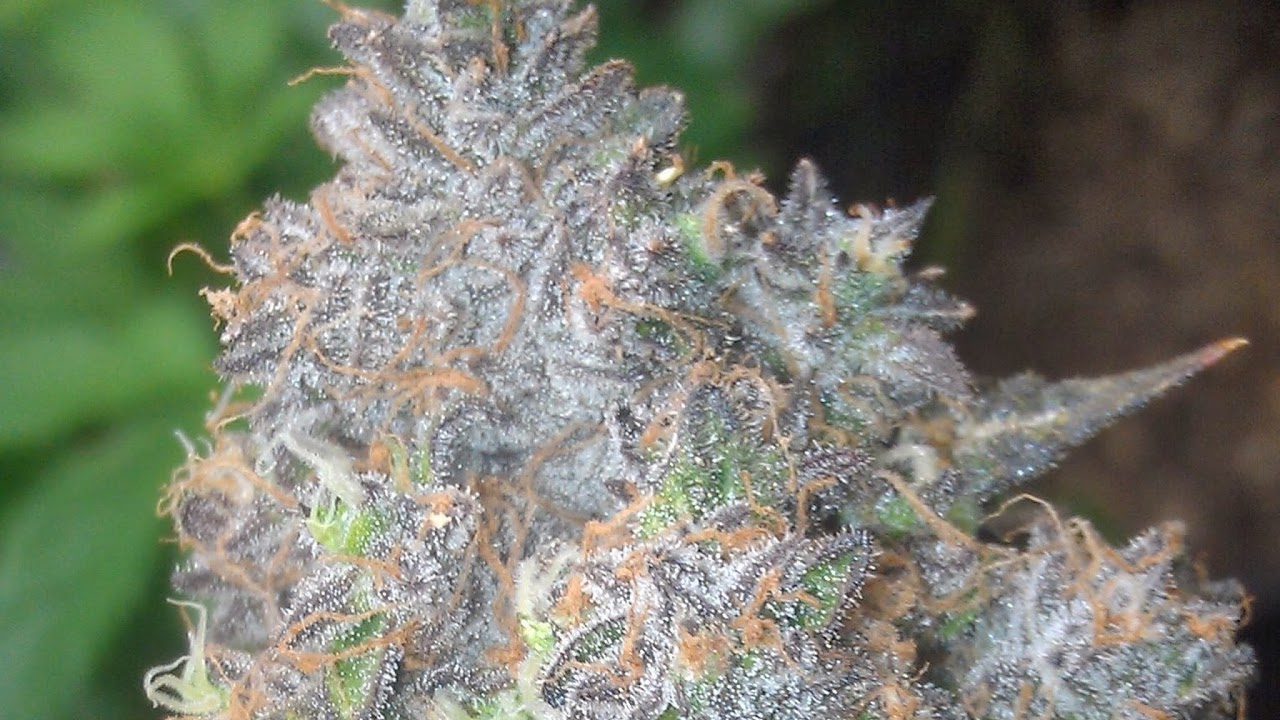 I got all the water vacced up let's smoke!