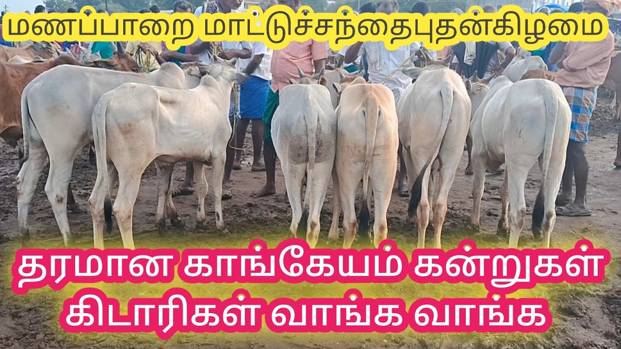 காங்கேயம் காளை கன்றுகள் கிடாரிகள் வாங்க வாங்க 