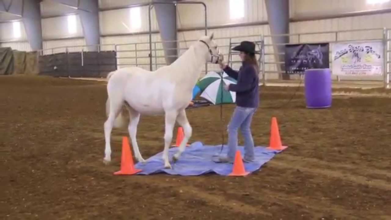 Virginia - 2014 Indoor Trail Obstacle Course - SSHBEA Sport Horse Championship