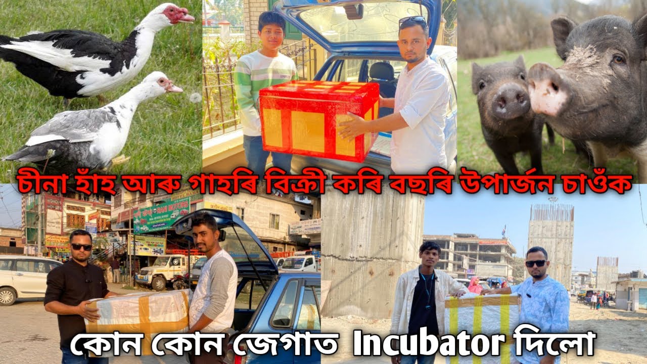 অসমৰ সকলোতকৈ কম বয়সৰ পালকৰ চীনা হাঁহ আৰু গাহৰি বিক্ৰী কৰি বছৰি উপাৰ্জন চাওঁক| Incubator Machine 