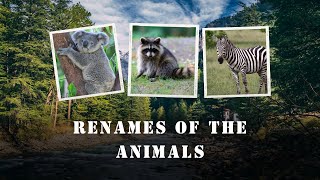 Renaming The Wild Reimagining The Wild Creative Renames For Natures Creatures Part-2
