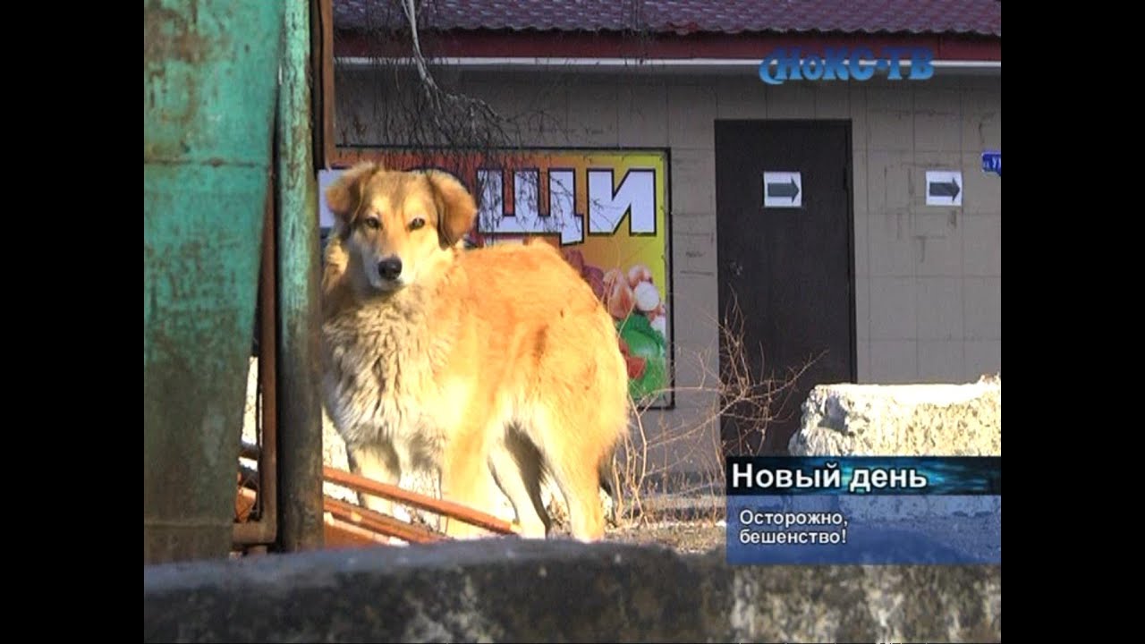 Что за болезнь «бешенство»? И есть ли случаи выявления в Новотроицке ...