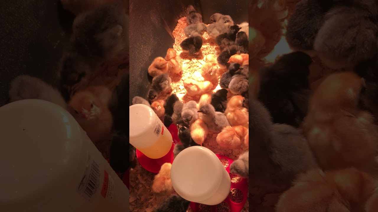 The Chick Hatchery - Quick Review