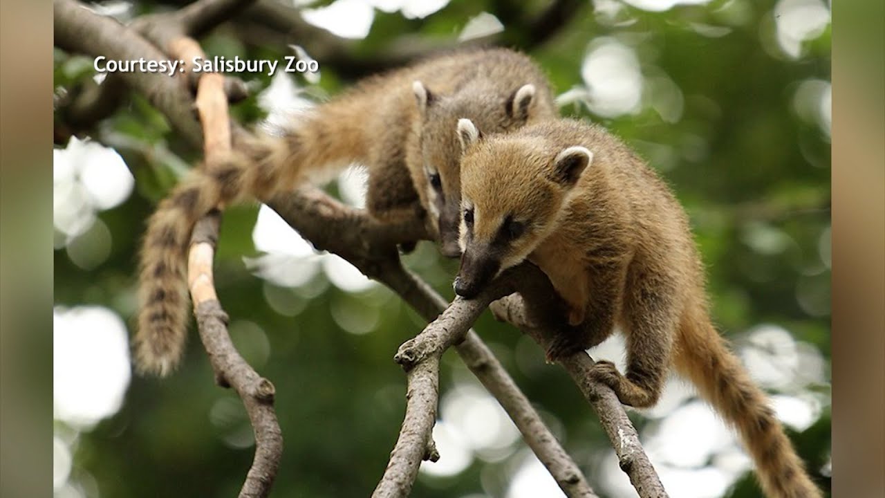 The Salisbury Zoo Welcomes In Coatis And Shares Their Wild Vibes Event ...