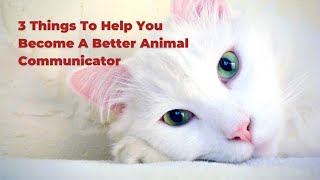 Animal Communication Basics : 3 Things To Help You Become A Better Communicator