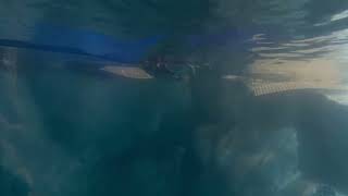 ✨ Taoyuan Xpark Aquarium Walk 🇹🇼 | 4K Walking Tour | No Talking｜桃園 Xpark 水族館 2026