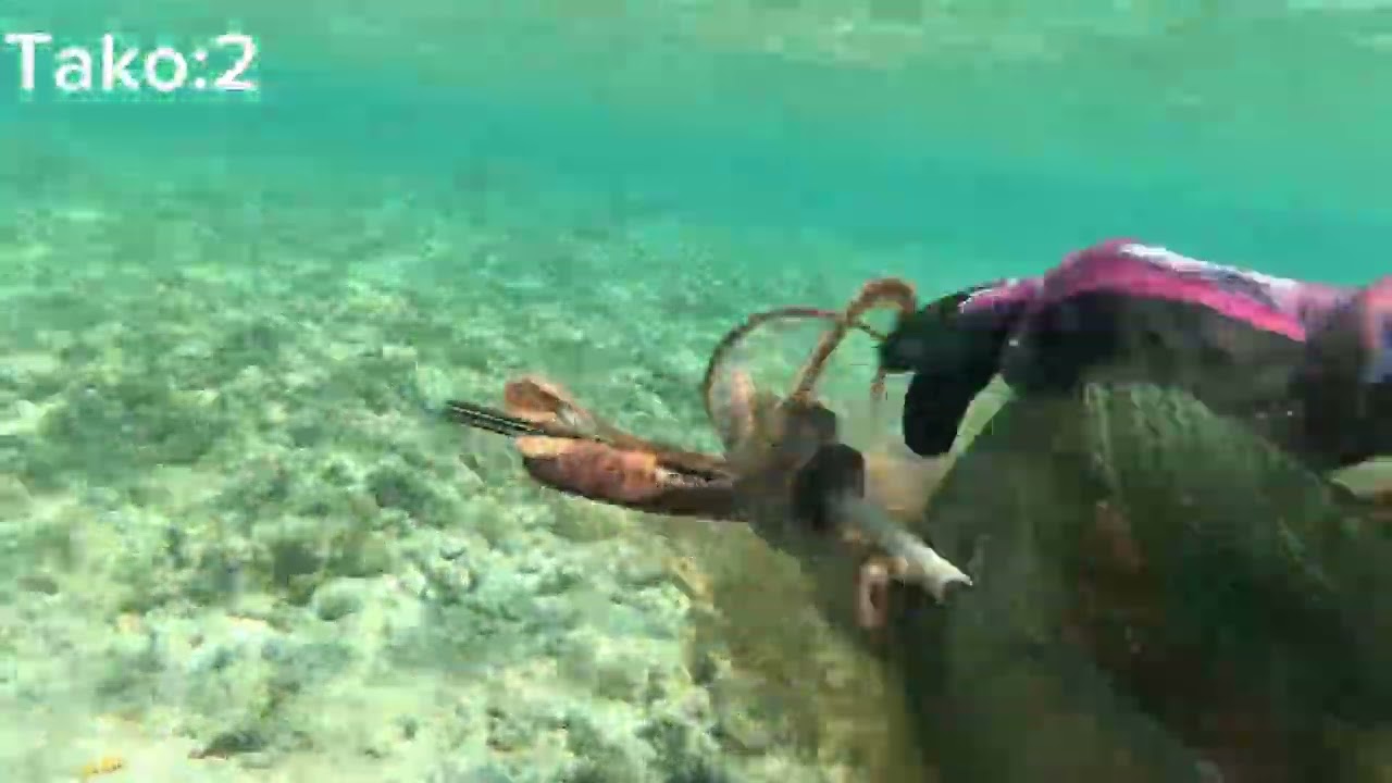 Diving for Tako, Molokai, Hawaii