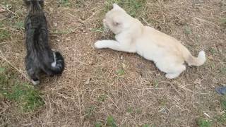 ЖИВАЯ ПРИРОДА! ЗАБАВНЫЕ КОТЯТА! ЖИВАЯ ПРИРОДА! ЗАБАВНЫЕ КОТЯТА!