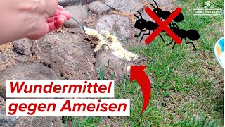 Wundermittel Gegen Ameisen Ohne Chemie Verschwinden Für Immer Von Pflanzen, Rasen Und Beet
