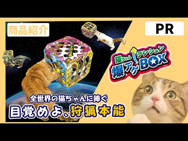PR商品紹介】🐱キャティーマン 猫ちゃんテンション爆アゲBOX - YouTube