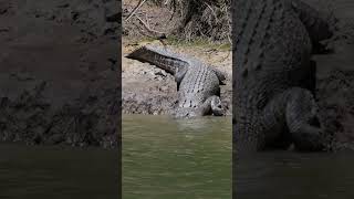 BIG MASSIVE Enormous croc @Crocwhisperer