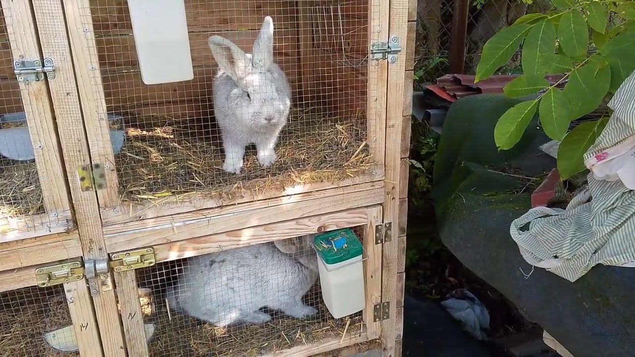 Sezon wystawowy rozpoczęty. Co dalej ???