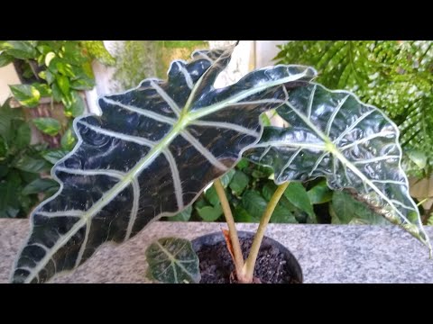 Alocasia _Saindo Da Dormência +Como Plantar!!