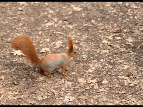 Харьков 2014. Лес, весна, цветы (П.И. Чайковский)/ Kharkov, forest, flowers and others. Tchaikovsky