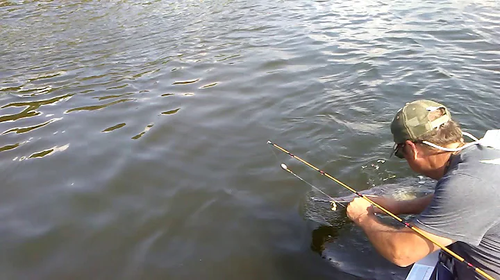 Osage river paddle fish