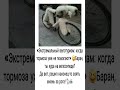«Экстремальный велотуризм: когда тормоза уже не помогают» 😆 #comedy #юмор #funny #прикол #шуточное