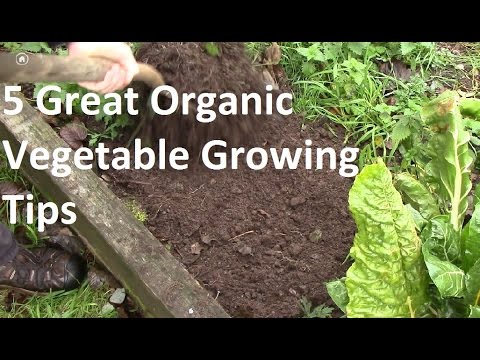 تصویری: رشد یک باغ سبزیجات ارگانیک