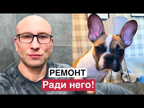 СДЕЛАЛ РЕМОНТ РАДИ СОБАКИ || БУЛЬДОГ ГОША