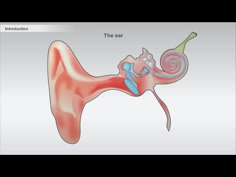 The Hearing Sense