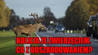 Kolizja ze zwierzęciem. Co z odszkodowaniem? #235 MOTO DORADCA