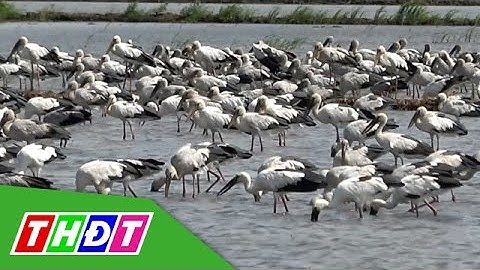 Choáng ngợp đàn cò ốc rợp bóng trên đồng | THDT