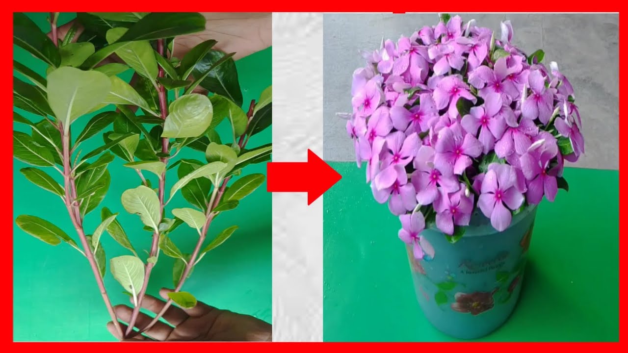How to grow nayantara flower from cuttings, বাসার ছাঁদ/বেলকনি সাজাতে