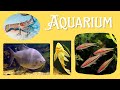 Aquarium fish Trivandrum | Museum Fish Aquarium #Aquarium #fish