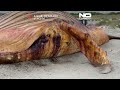 Dania bada śmierć humbaka, który fascynował Niemcy