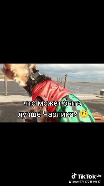 две конфеты чоко пай🥰 - YouTube
