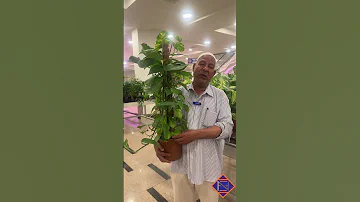 نباتات ينصح بها للمبتدئين بزراعة 