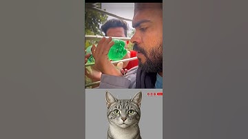 give this video a title (wrong answers only) #cat #meme #dance #trending #tiktok..