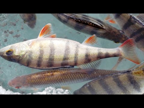 Самая дешевая, уловистая прикормка для рыбы