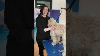 Labradoodle vachtverzorging: verschil tussen wel en niet uitdunnen van de vacht by Wanda Klomp 898 views 1 year ago 4 minutes, 23 seconds