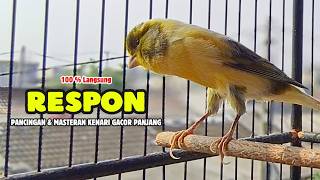 Suara PANCINGAN Kenari PAUD Belajar Bunyi Ngeriwik Kenari GACOR Panjang || Masteran Kenari Paud #775
