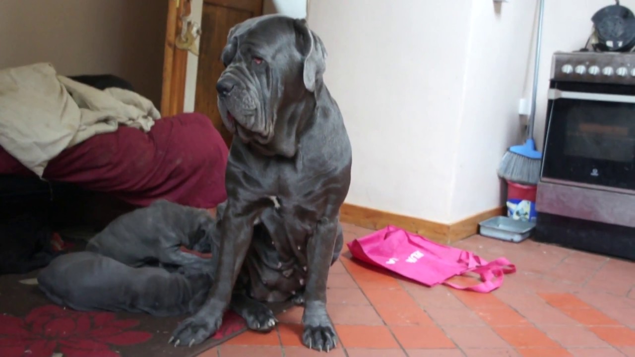 Puppies Doing Their Thing Week 6 Litter Mates YouTube