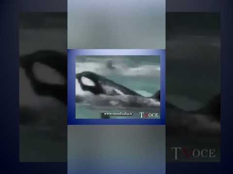 косатка убила дрессировщицу , прода в телеге #shorts #top #interestingfacts