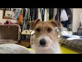 のすけが布団に入ってくる動画