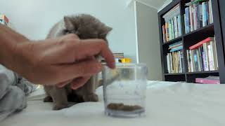 British Shorthair can't get his big fat head in the cup by Brian Chambers 229 views 2 years ago 1 minute, 54 seconds