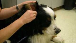 Parkdale Animal Hospital  Ear Cleaning: Dog