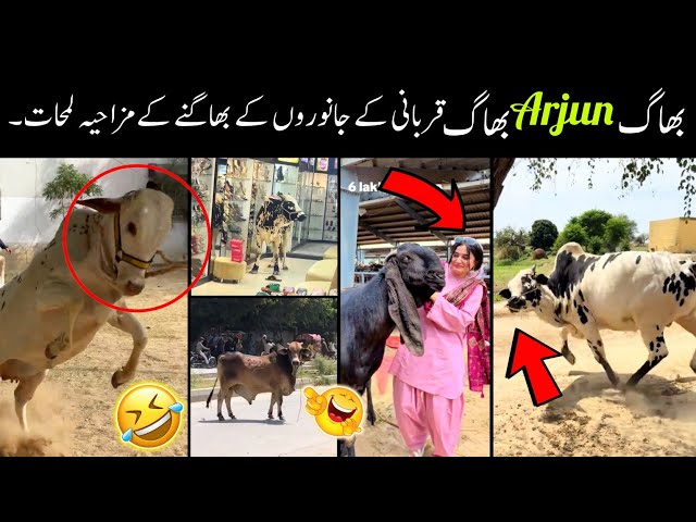 Funny Moments of qurbani animal on internet 🙃😅 | qurbani ke janwaroo ki funny videos