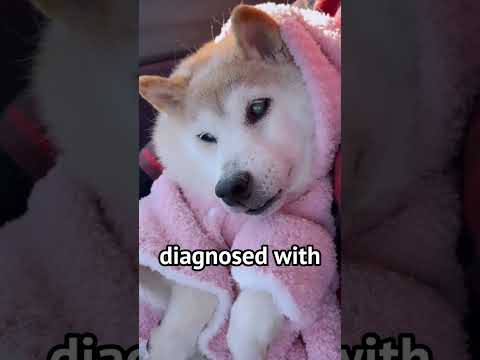 Doge The Meme Dog is Severely ill #shorts #memes