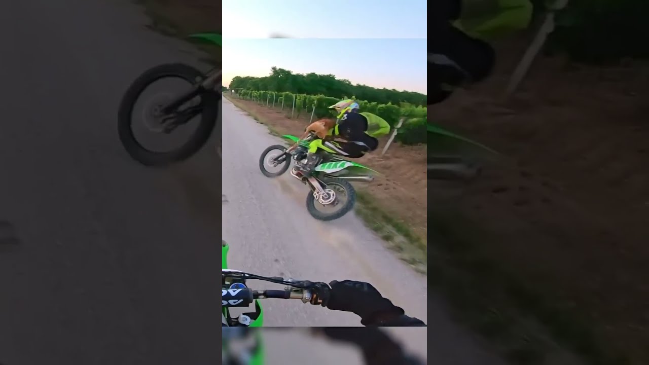 Violente Collision Entre Un Chevreuil Et Motard Moto Accident