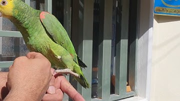 ببغاء امزوني دبل يلوهيد مزارع متكلم سورة الإخلاص ومفردات وجمل مؤيد امازون 07708983300