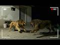 معارك شرسة بين الحيوانات مباشرة لا يمكن تصديقها لو لم تكن كاميرات المراقبة موجودة
