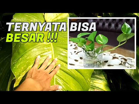 Video: Daun Buatan Telah Diciptakan Untuk Pembersihan Udara Yang Berkesan - Pandangan Alternatif