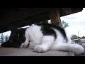 Quality time with Dory | black white bicolour cat