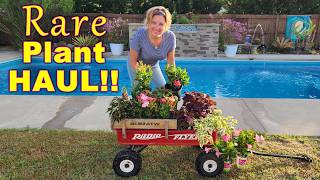 Rare Plant Haul 2026 | What I Paid & Where to Find Them